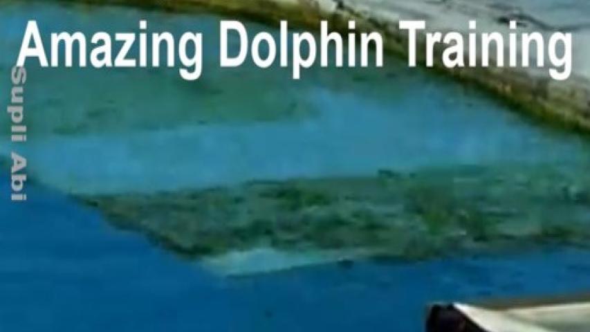 Dolphin Training