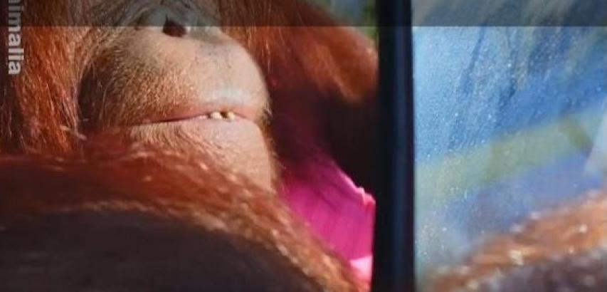 Animals driving Cars